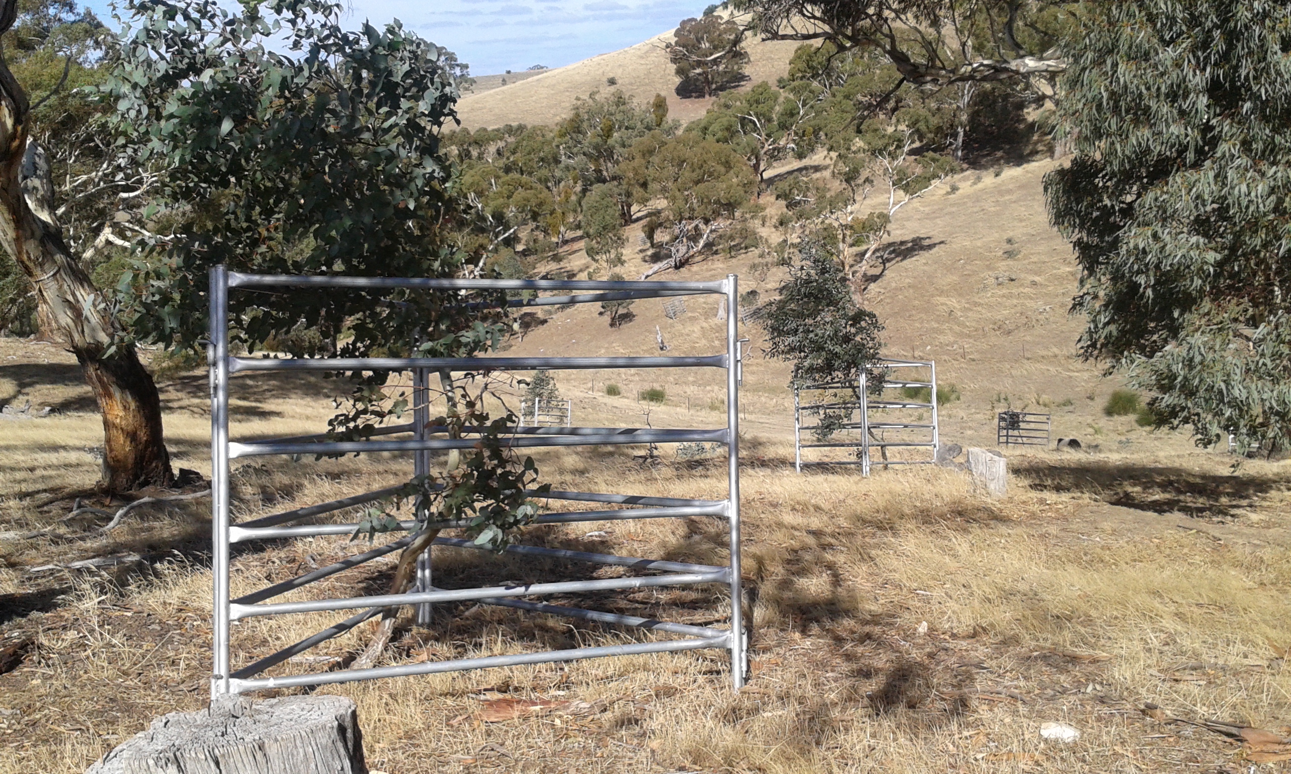 Saving the paddock trees – Connecting Country