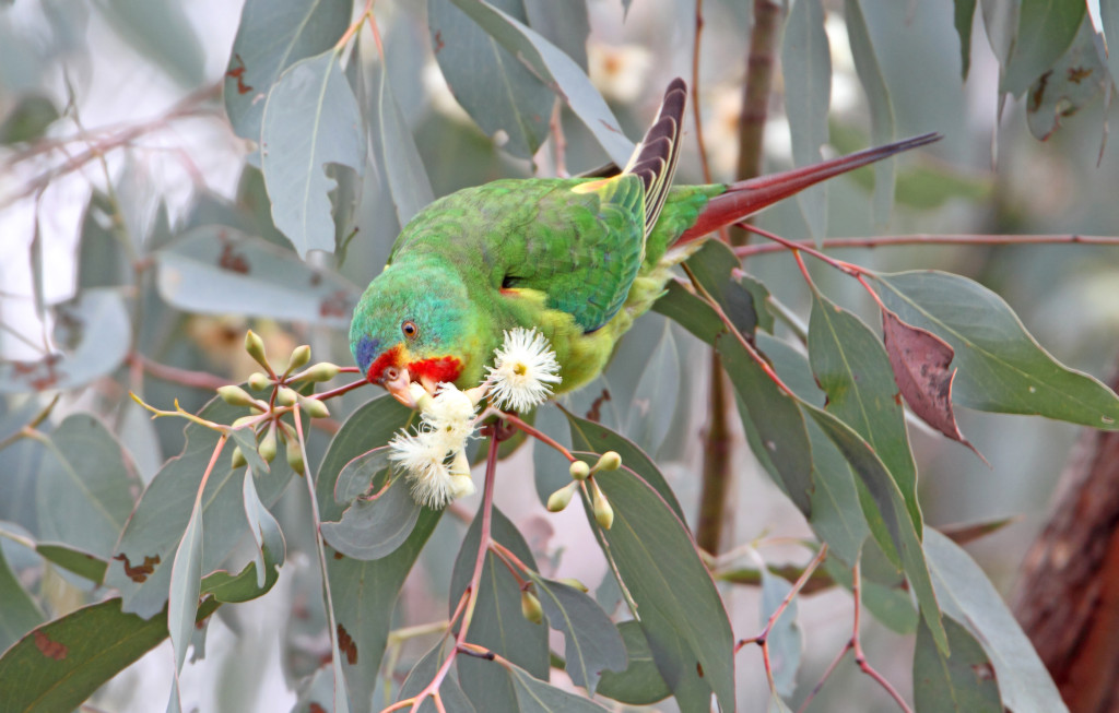 BirdLife Celebration and Roadshow – 7 July 2018 – Connecting Country