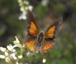 Adding your data to the VBA contributes to informed decisions about land management and conservation of threatened species like Eltham Copper Butterfly (photo by Elaine Bayes)