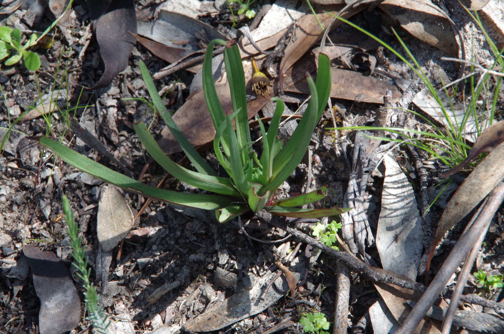 Disa bracteata, South African Weed Orchid Connecting Country
