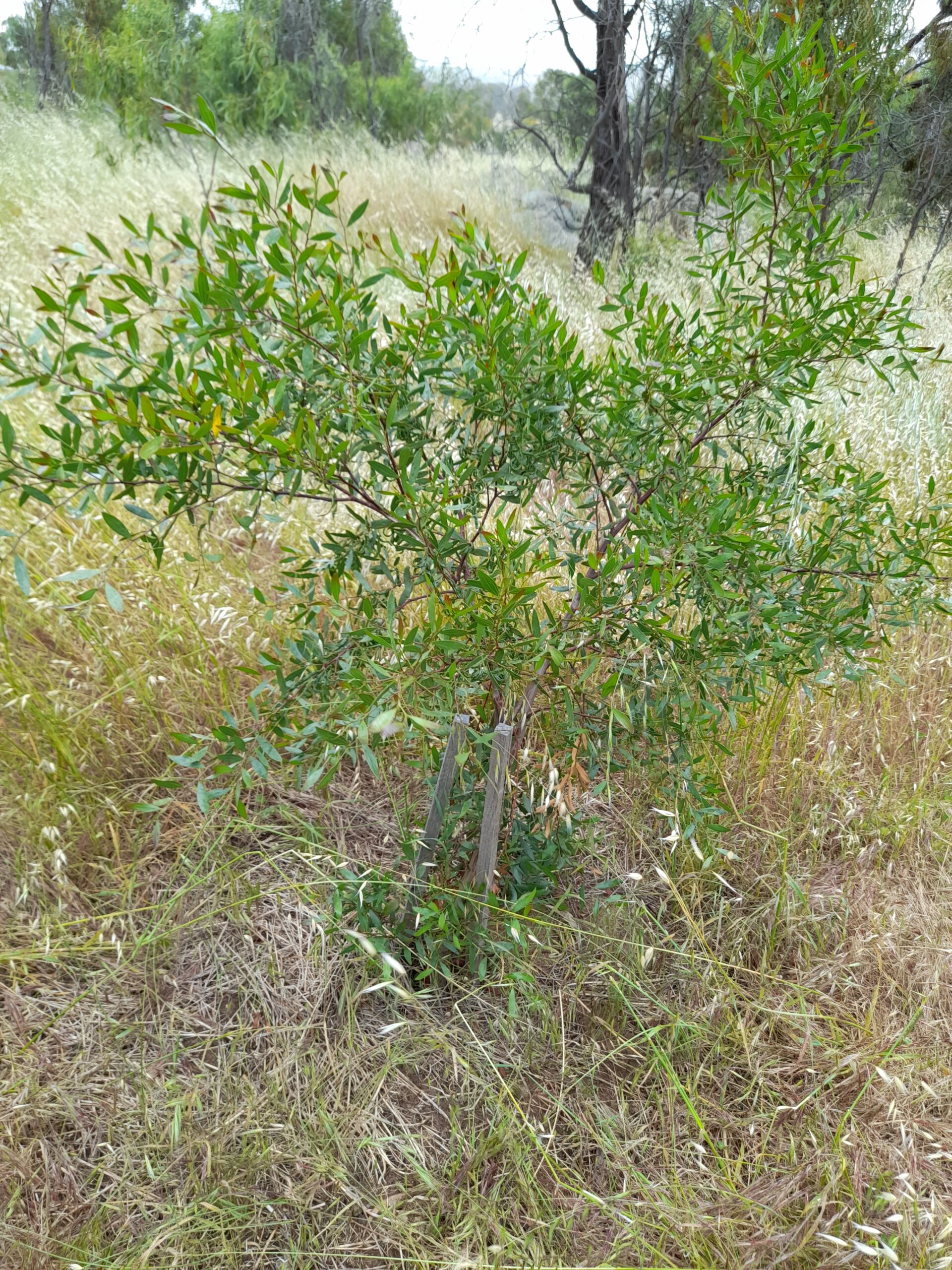 Rescuing remnants for woodland birds Connecting Country