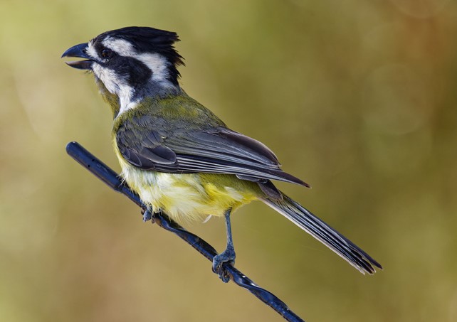 Bird of the month: Crested Shrike-tit – Connecting Country