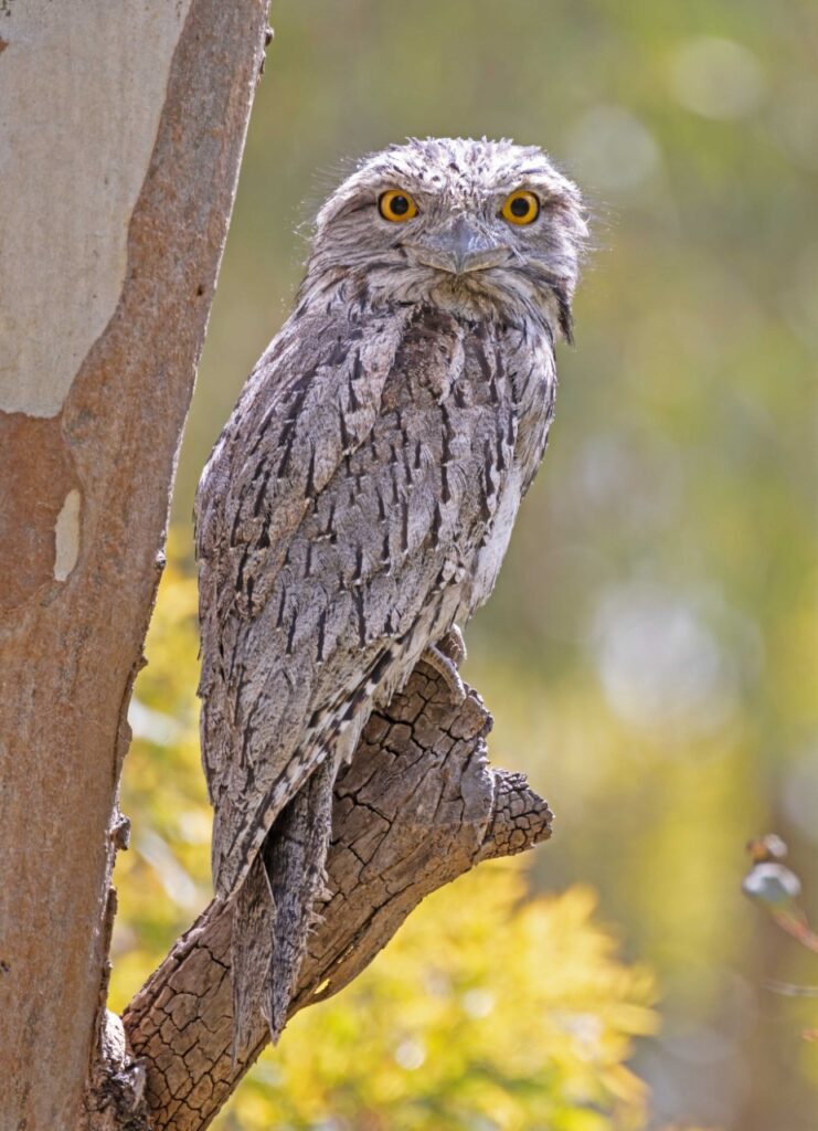 Bird Of The Month Tawny Frogmouth Connecting Country