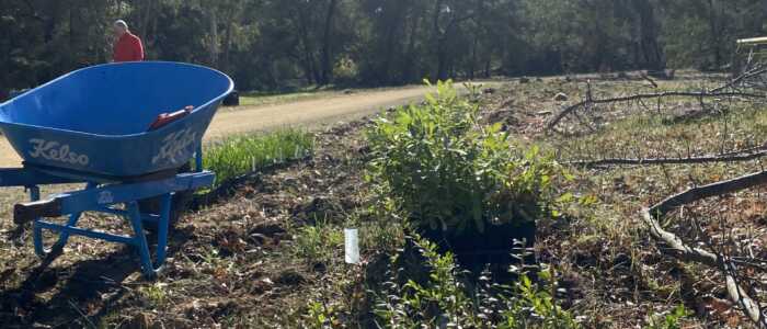 National Tree Day 2025